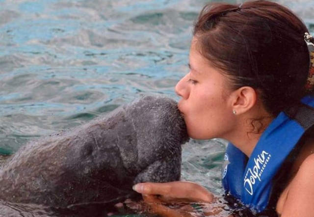 Amore per il lamantino 